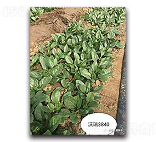 沃瑞3840-菠菜種子-天瑞種子