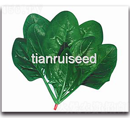 盛夏先鋒-菠菜種子-天瑞種子