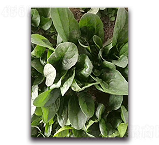 盛夏理想-菠菜種子-天瑞種子