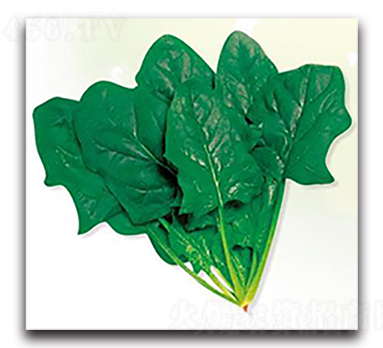 皇家巨星-菠菜種子-天瑞種子