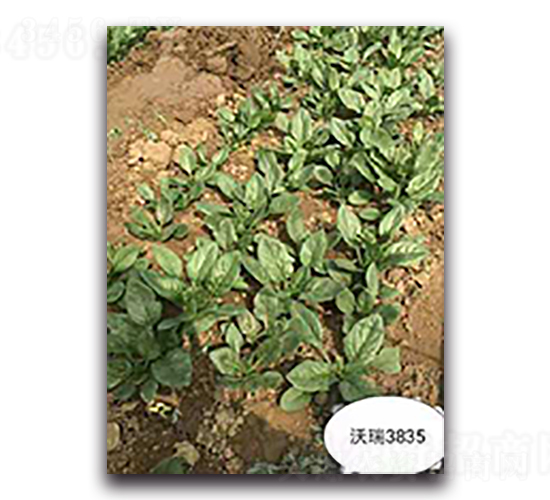沃瑞3835-菠菜種子-天瑞種子