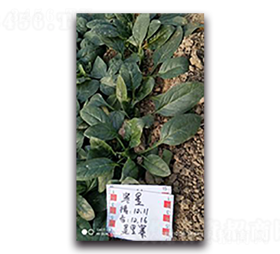 寒星菠菜-菠菜種子-天瑞種子