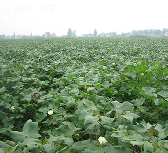 寧棉2號-棉花種子-神農(nóng)大豐