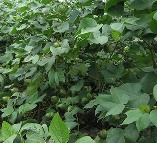 南農(nóng)6號(hào)-棉花種子-神農(nóng)大豐