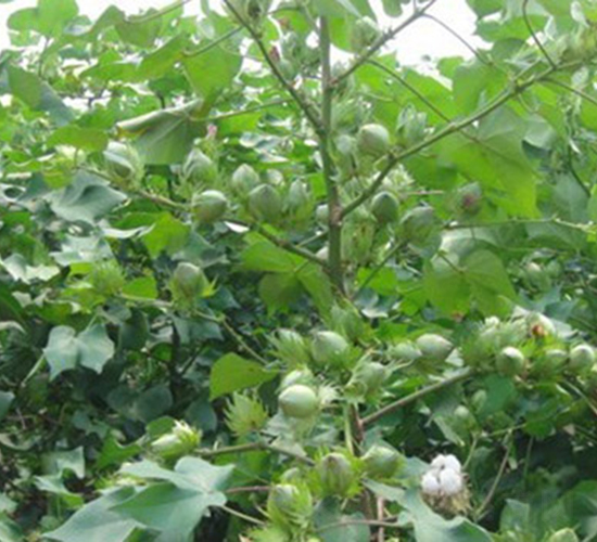 神農(nóng)棉0815-棉花種子-神農(nóng)大豐