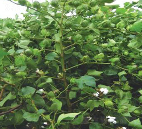 福棉2號(hào)-棉花種子-神農(nóng)大豐