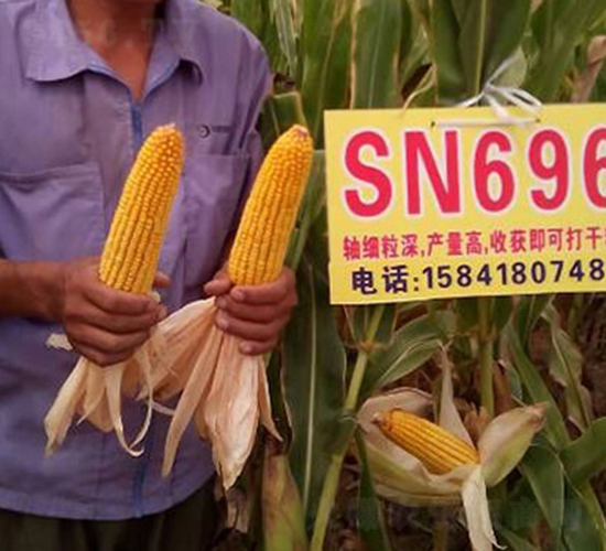 SN696-玉米種子-神農(nóng)大豐