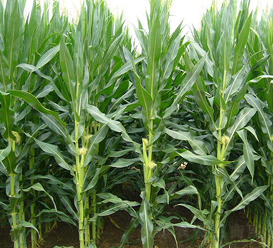 如意1號-玉米種子-神農(nóng)大豐