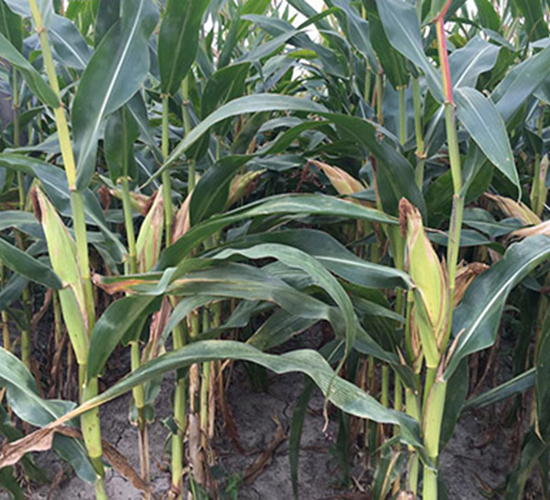 神農(nóng)美玉18-玉米種子-神農(nóng)大豐