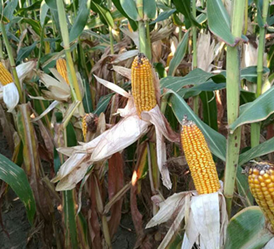 HA054-玉米種子-神農(nóng)大豐