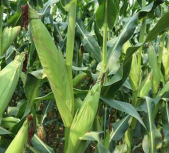 春風(fēng)886-玉米種子-神農(nóng)大豐