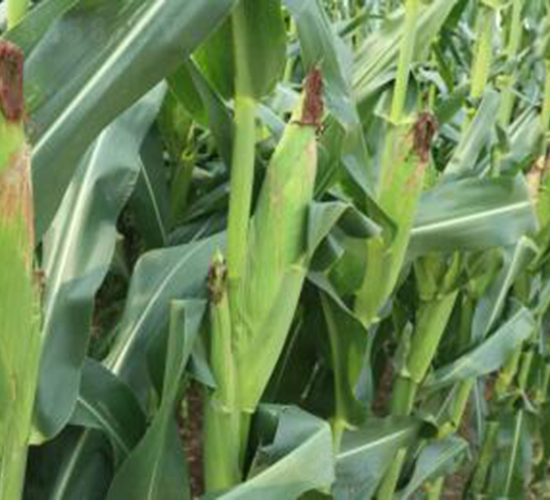 ND1602-玉米種子-神農(nóng)大豐