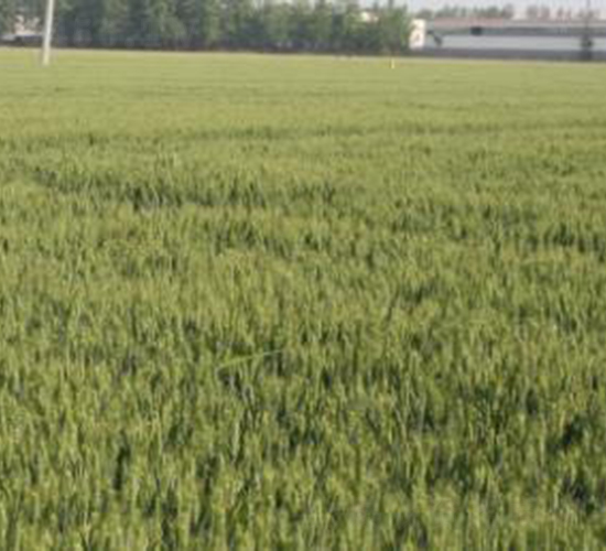 農(nóng)麥1號(hào)-小麥種子-神農(nóng)大豐