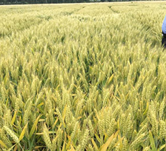 �r(n��ng)��126-С���N��-���r(n��ng)���S