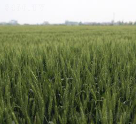 農(nóng)麥158-小麥種子-神農(nóng)大豐