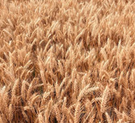 農(nóng)麥168-小麥種子-神農(nóng)大豐