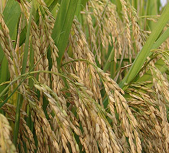 紫金稻6號（神農(nóng)316）-水稻種子-神農(nóng)大豐