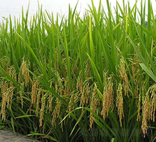 皖稻189號-水稻種子-神農大豐