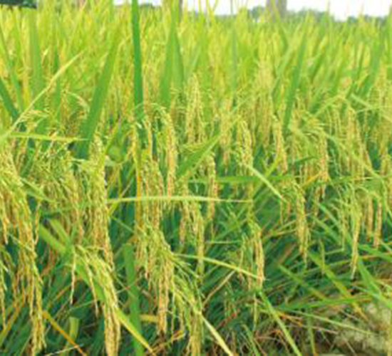 寧兩優(yōu)1號（雜交秈稻）-水稻種子-神農(nóng)大豐