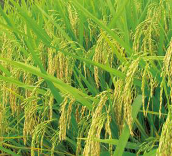 寧兩優(yōu)618（雜交秈稻）-水稻種子-神農(nóng)大豐