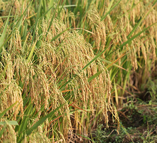 創(chuàng)兩優(yōu)276-水稻種子-神農(nóng)大豐