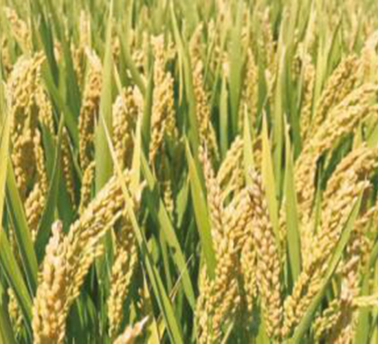 �Ͼ�����-ˮ���N��-���r���S