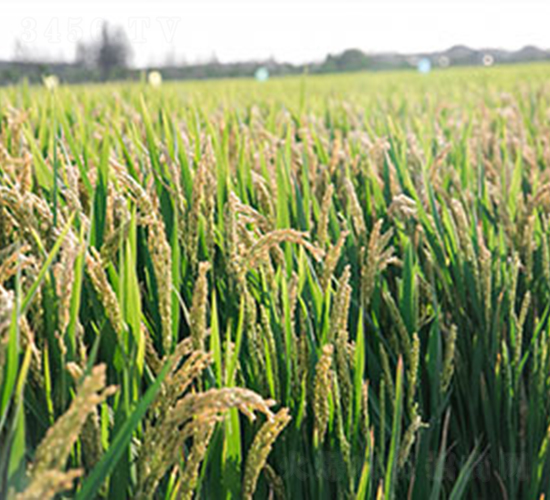 �Ͼ�5718-ˮ���N��-���r(n��ng)���S