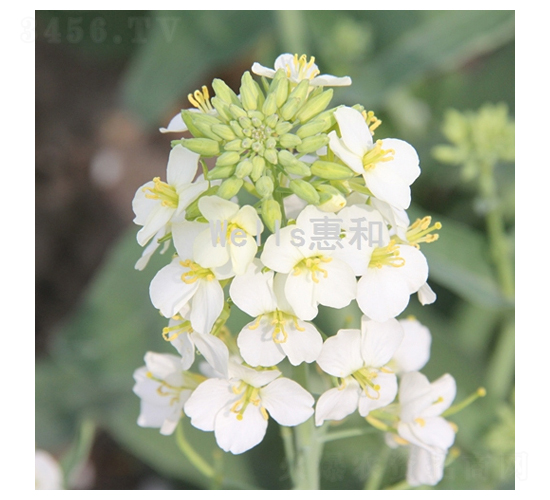 滬白一號(hào)-油菜種子-惠和種業(yè)