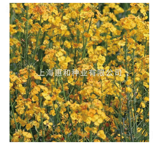 滬橘一號(hào)-油菜種子-惠和種業(yè)