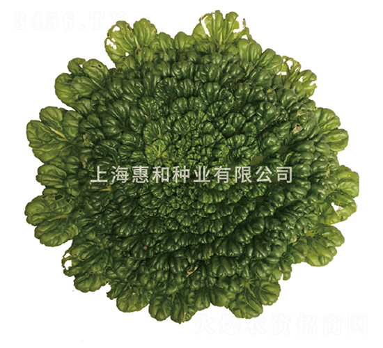 �ݴ�-�����˷N��-�ݺͷN�I(y��)