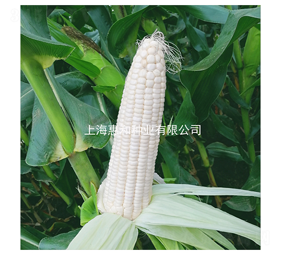 和甜糯一號-糯玉米種子-惠和種業(yè)