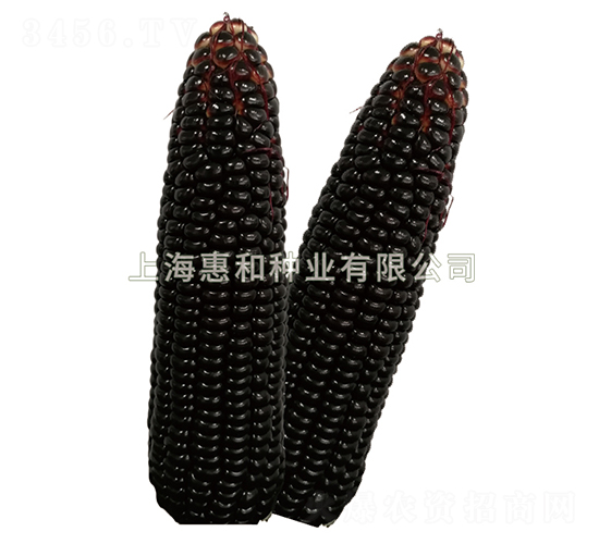 紫美人-玉米種子-惠和種業(yè)
