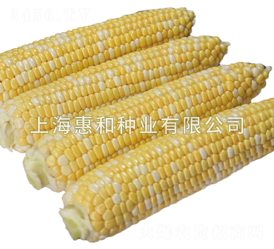 雙色之巔-玉米種子-惠和種業(yè)
