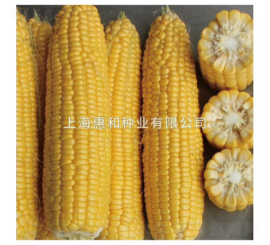 美果一號(hào)-玉米種子-惠和種業(yè)