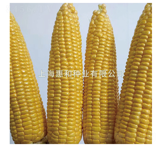 ����һ̖(h��o)-���׷N��-�ݺͷN�I(y��)