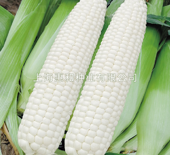 白美人-玉米種子-惠和種業(yè)