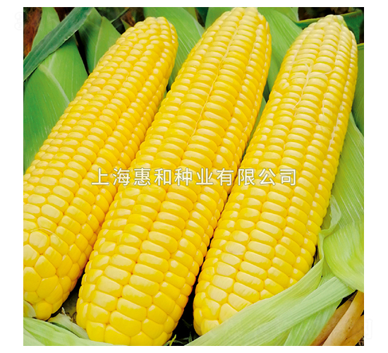 和甜五號(hào)-玉米種子-惠和種業(yè)