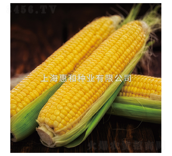 和甜三號-玉米種子-惠和種業(yè)