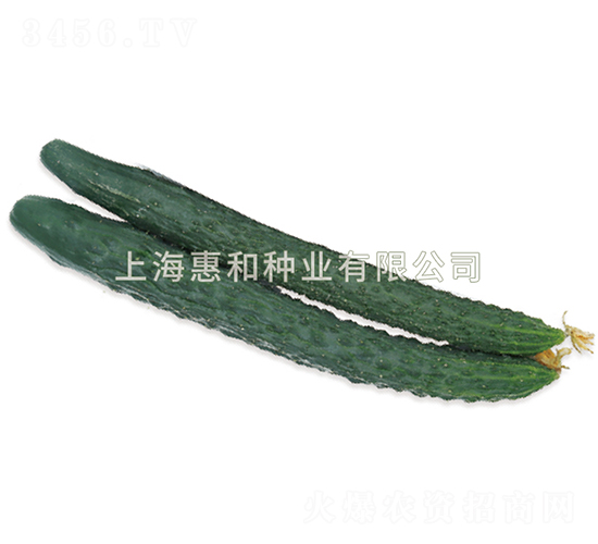 惠豐四號-黃瓜種子-惠和種業(yè)