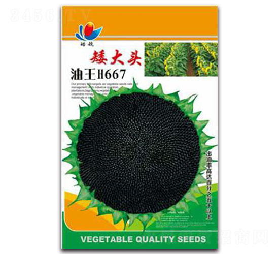 矮大頭油王H667-油菜種子-宏特