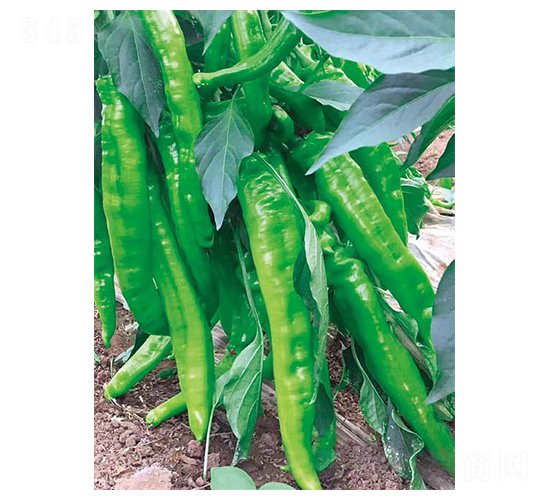 �|���L��-�����N��-��(y��u)���r(n��ng)�I(y��)