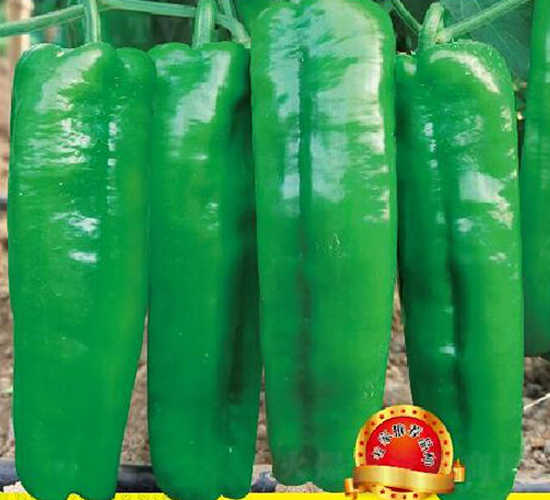 �n��(y��u)8̖(h��o)-�����N��-��(y��u)���r(n��ng)�I(y��)