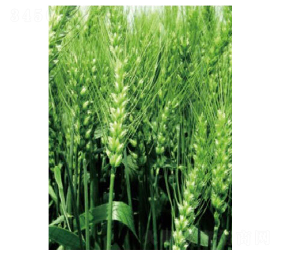 �|��18̖-С���N��-���S�N�I(y��)