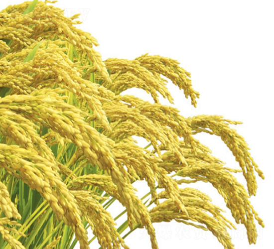 星光大稻-水稻種子-大豐種業(yè)