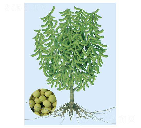 �|��һ̖-ë���N��-���S�N�I(y��)