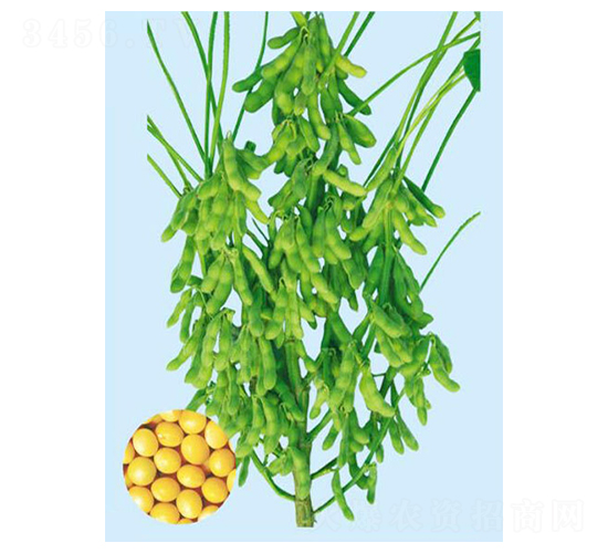 �׶�34-�󶹷N��-���S�N�I(y��)