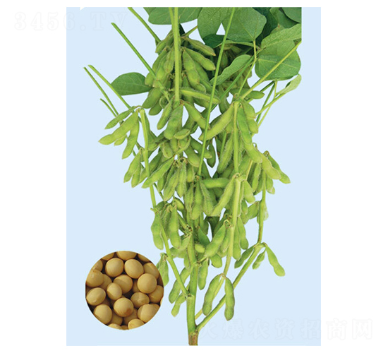 �F�S29-�󶹷N��-���S�N�I(y��)