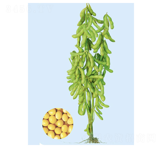 �F��65-�󶹷N��-���S�N�I(y��)