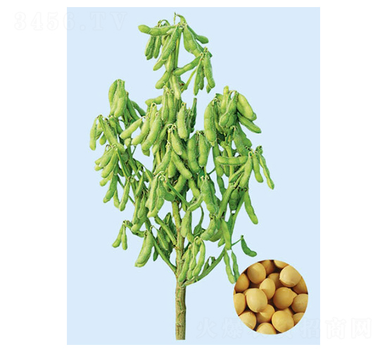 �F��37-�󶹷N��-���S�N�I(y��)