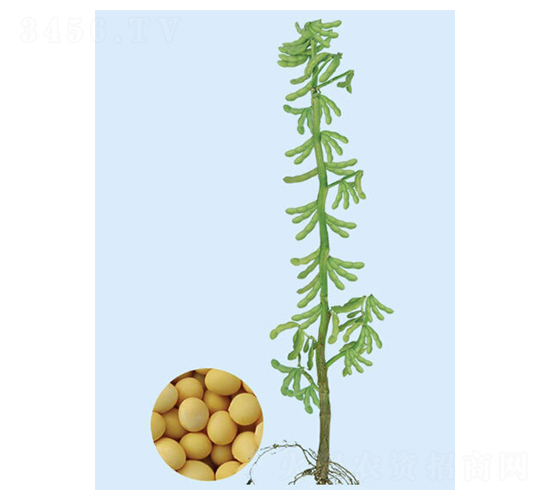 綏農(nóng)14-大豆種子-大豐種業(yè)